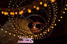 هنر عکاسان عروسی دنیا - پاییز 2014 - هنر ناب